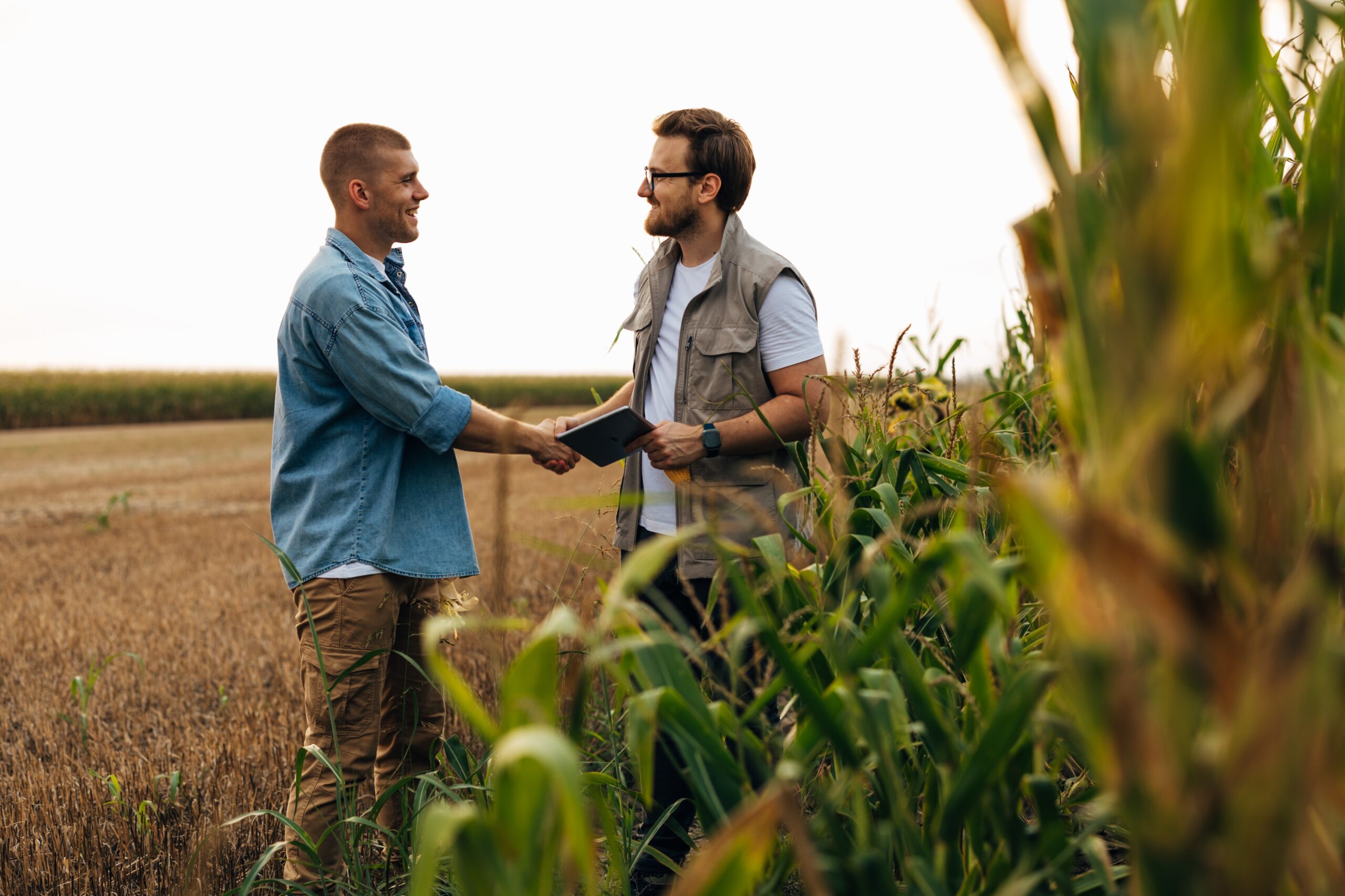 View,Form,The,Corn,Field,Of,Two,Men,Shaking,Hands.